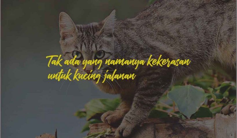 Quotes Kucing Jalanan