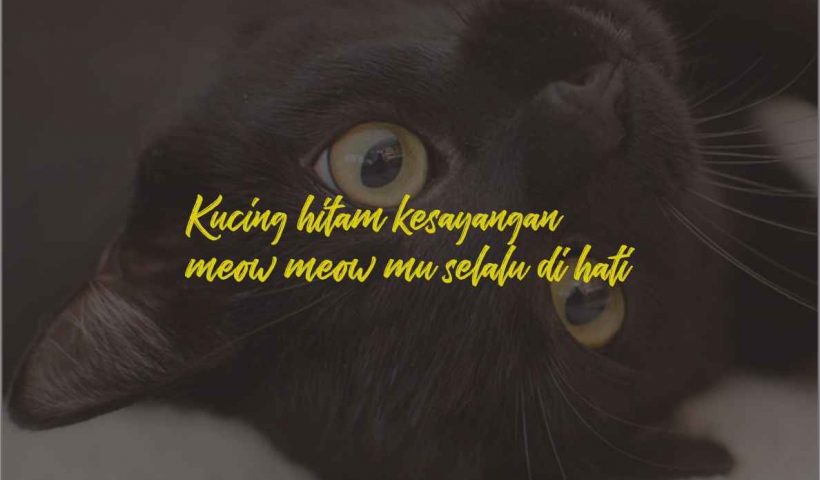 Kata-Kata Kucing Hitam