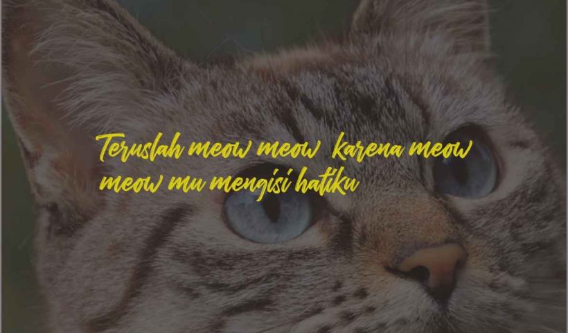 Quotes Kucing Lucu