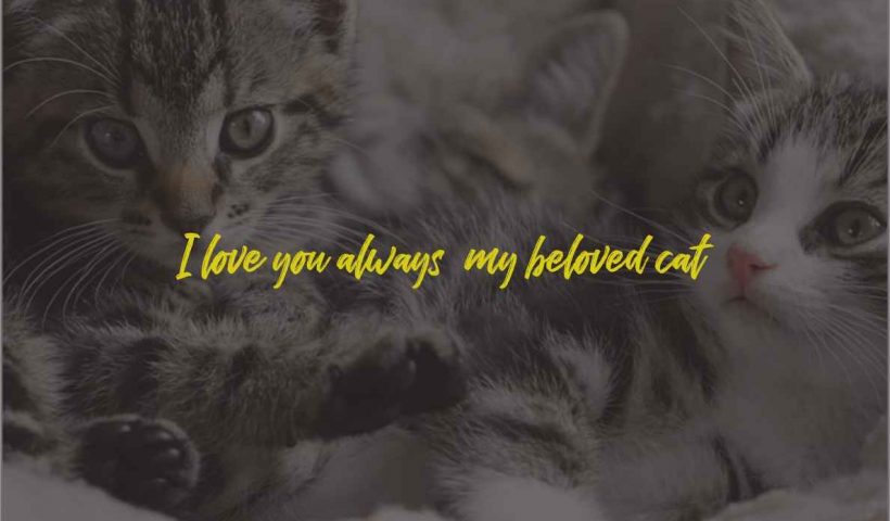 Quotes cinta kucing