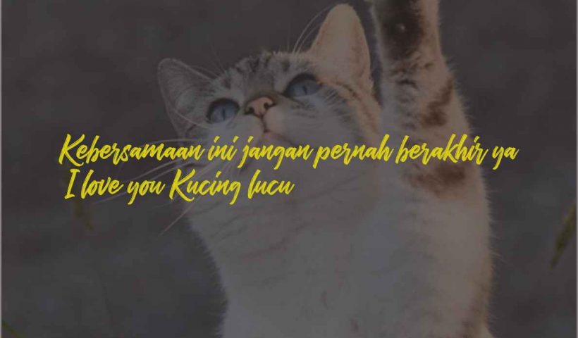 Kata-kata sayang kucing peliharaan