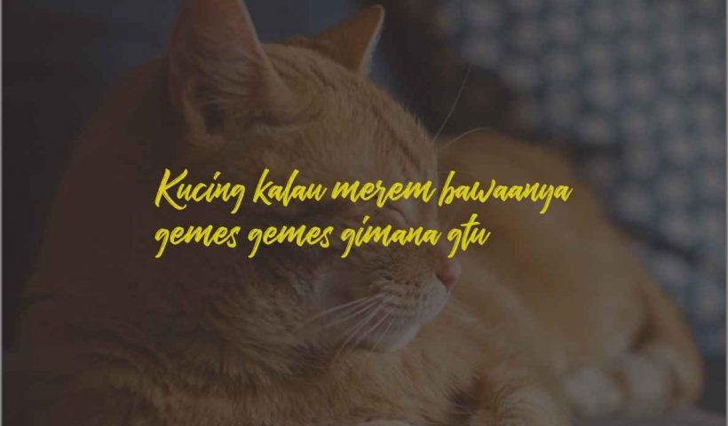 Quotes Kucing Tidur Rebahan