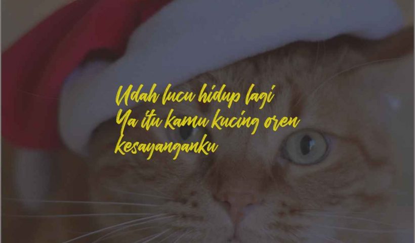 Kata-Kata Kucing Oren