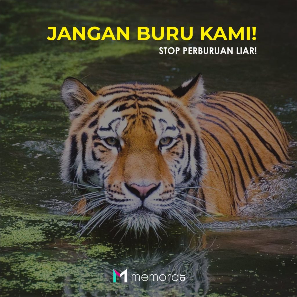 Contoh Gambar Poster Hewan  Langka Di Indonesia 10 Poster  