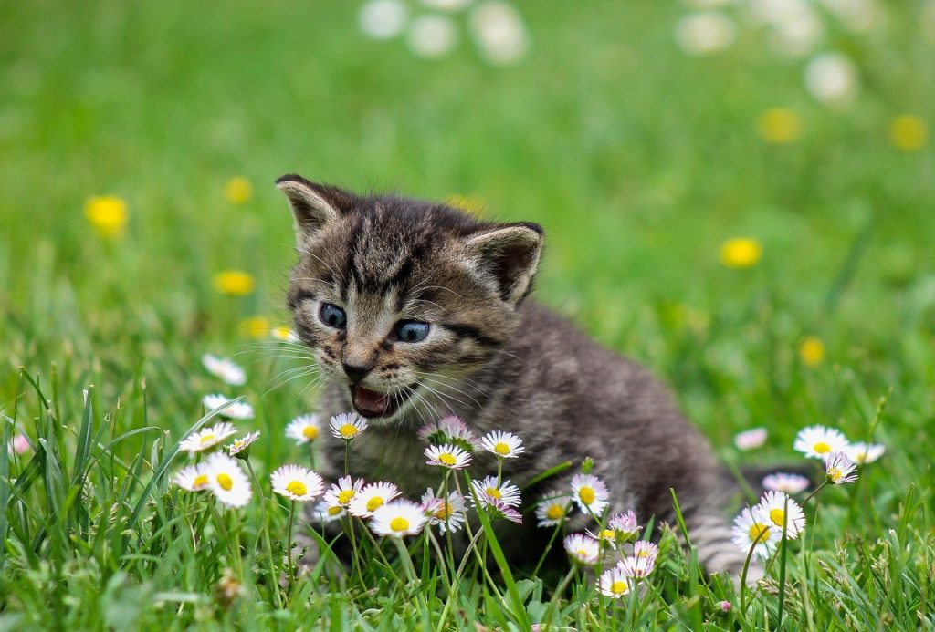 Nasib Kucing Setelah Mati, Bisa Bertemu di Surga? - Memora.ID