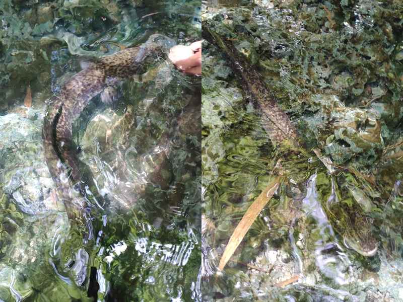 Giant Eel Morea di Mata Air Waiselaka