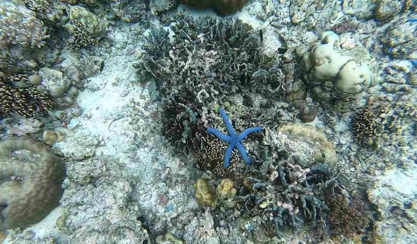 Spot Snorkeling Pulau Rhun
