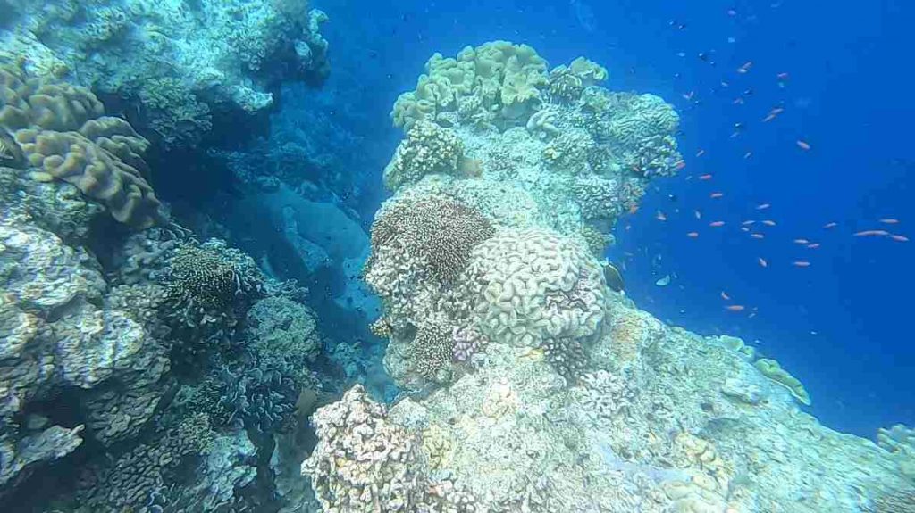 Spot Snorkeling Pulau Rhun 