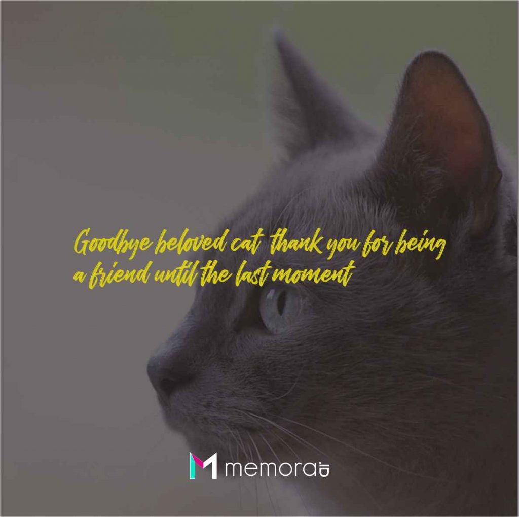Quotes About Dead Cats