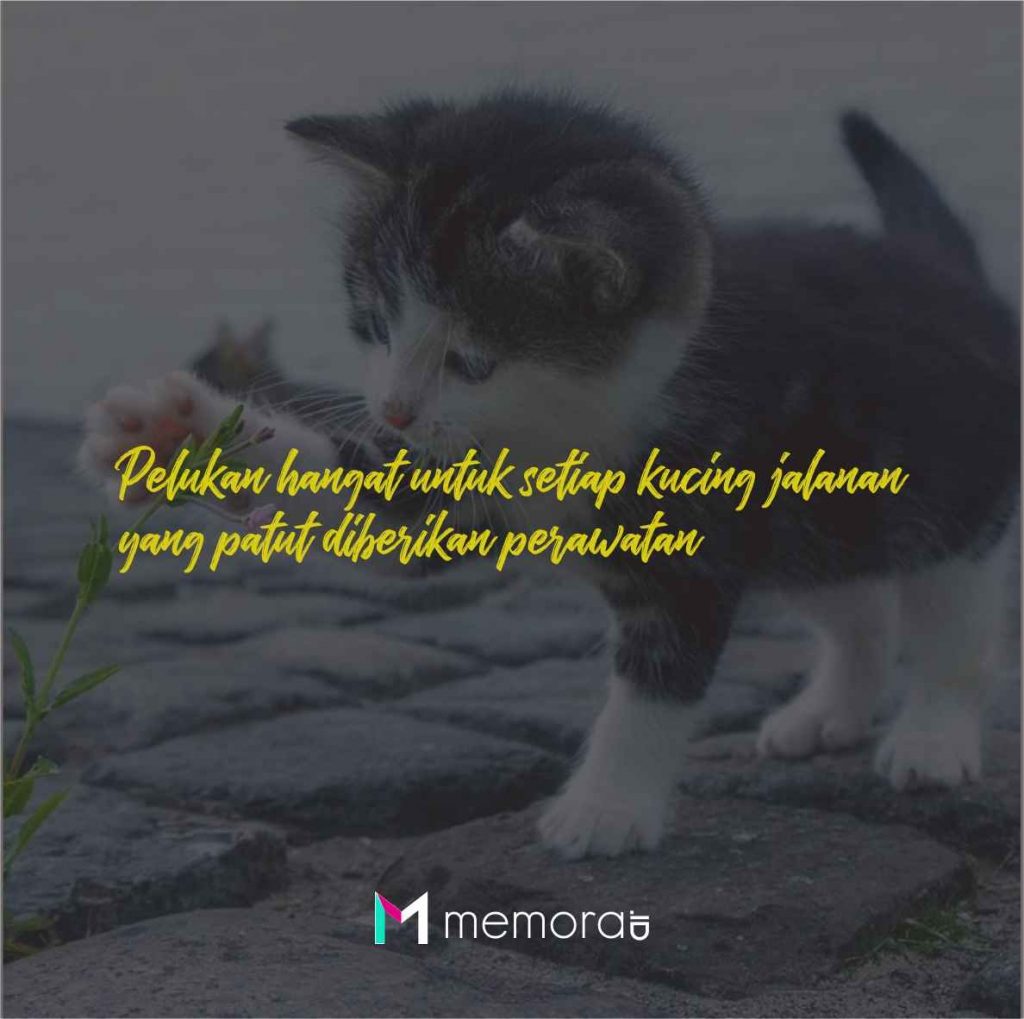 Quotes Kucing Jalanan