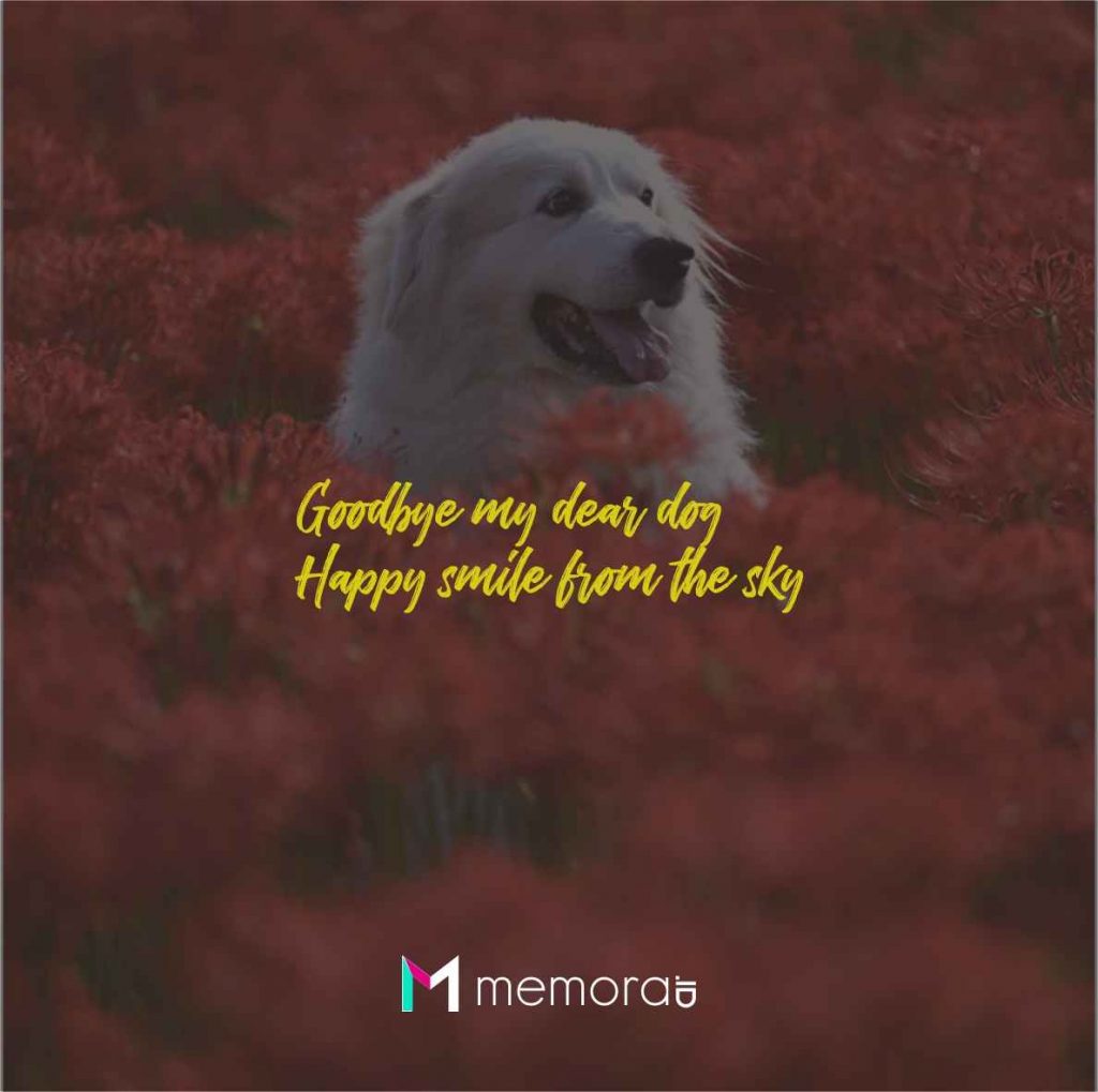 Quotes About Dead Dogs