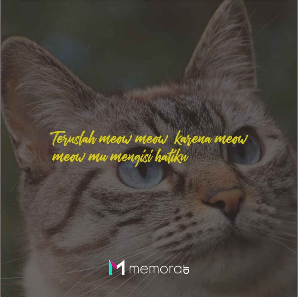 Quotes Kucing Lucu