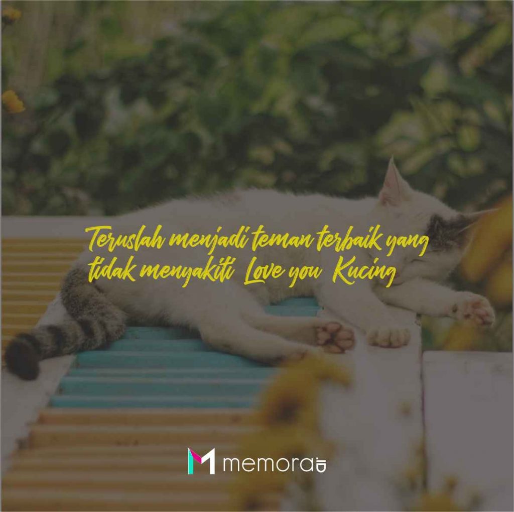 Quotes cinta kucing