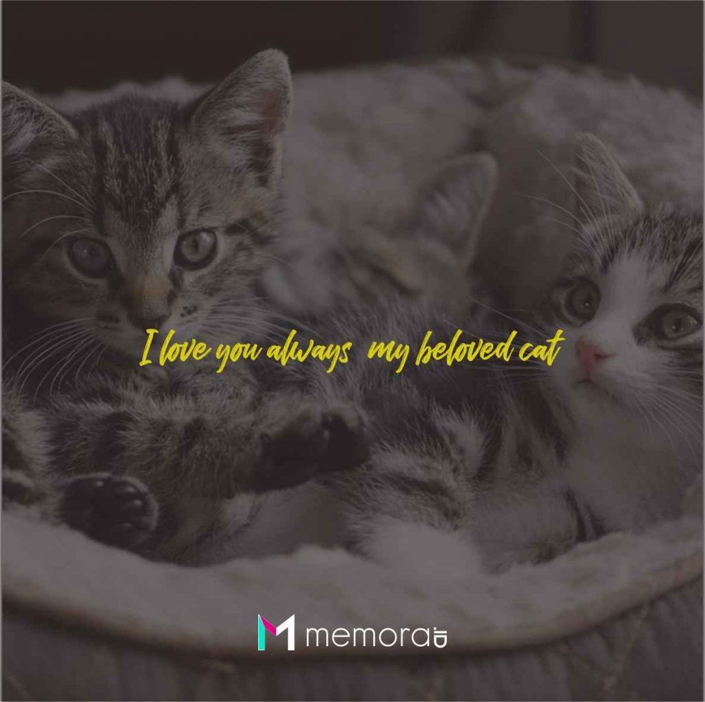 Quotes cinta kucing