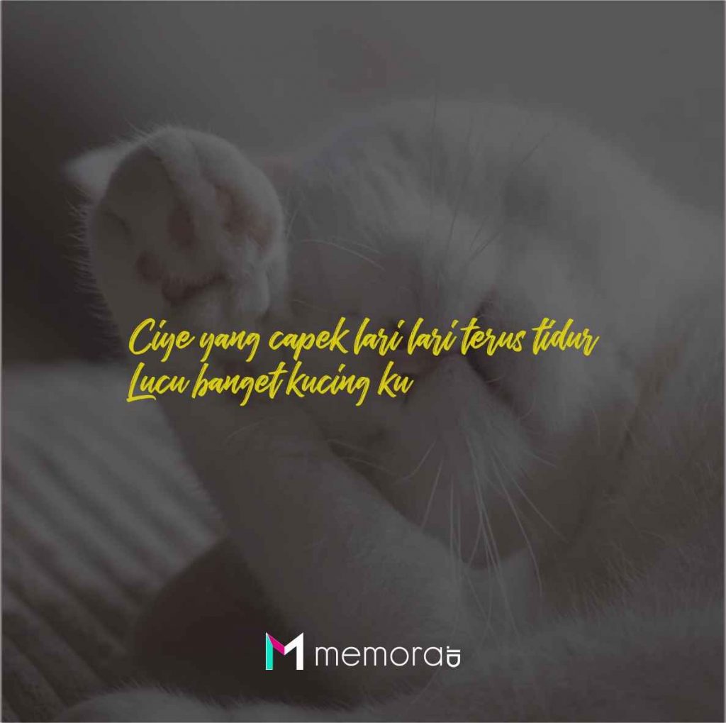 Quotes Kucing Tidur Rebahan