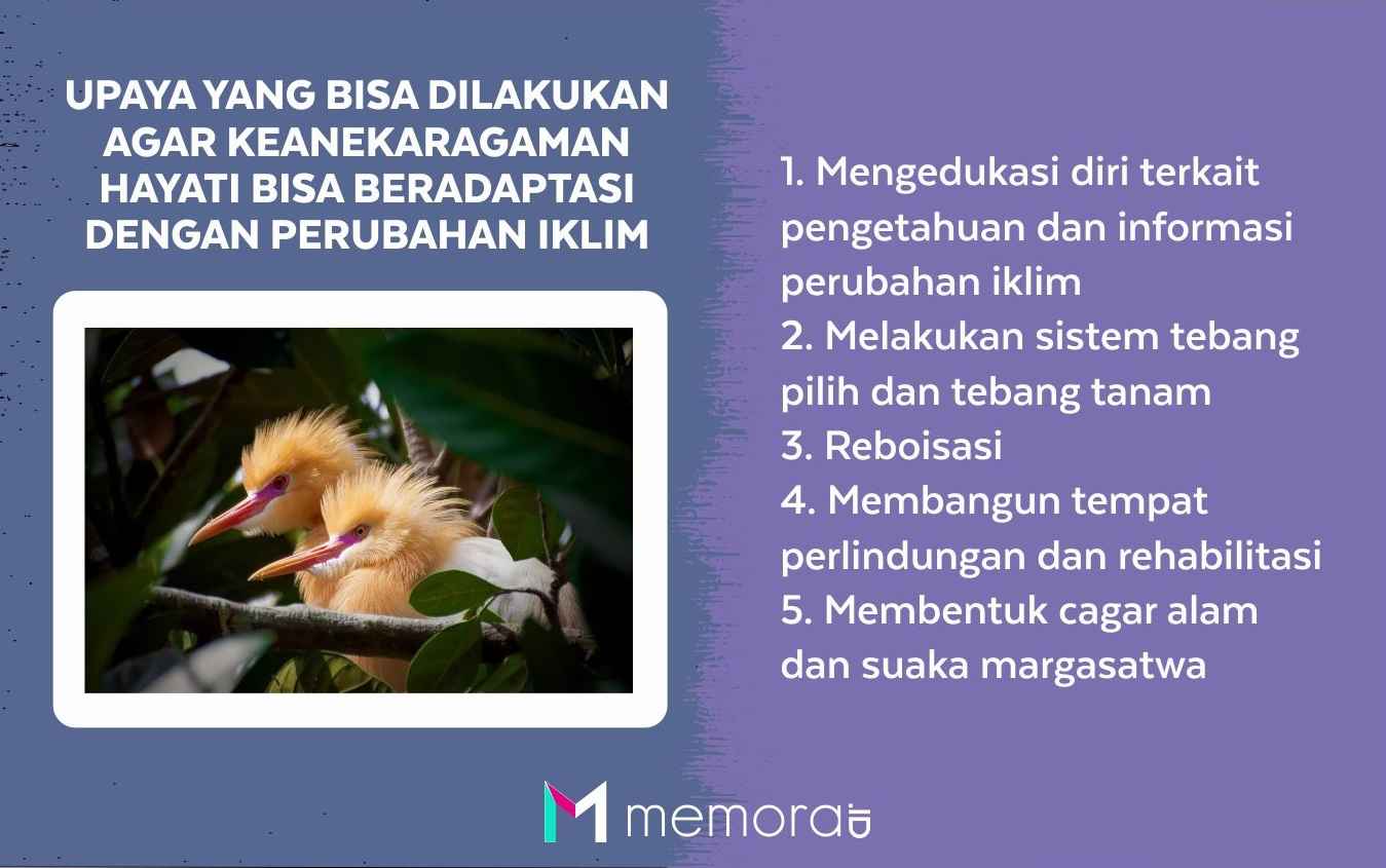 Upaya yang Bisa Dilakukan Agar Keanekaragaman Hayati Bisa Beradaptasi Dengan Perubahan Iklim