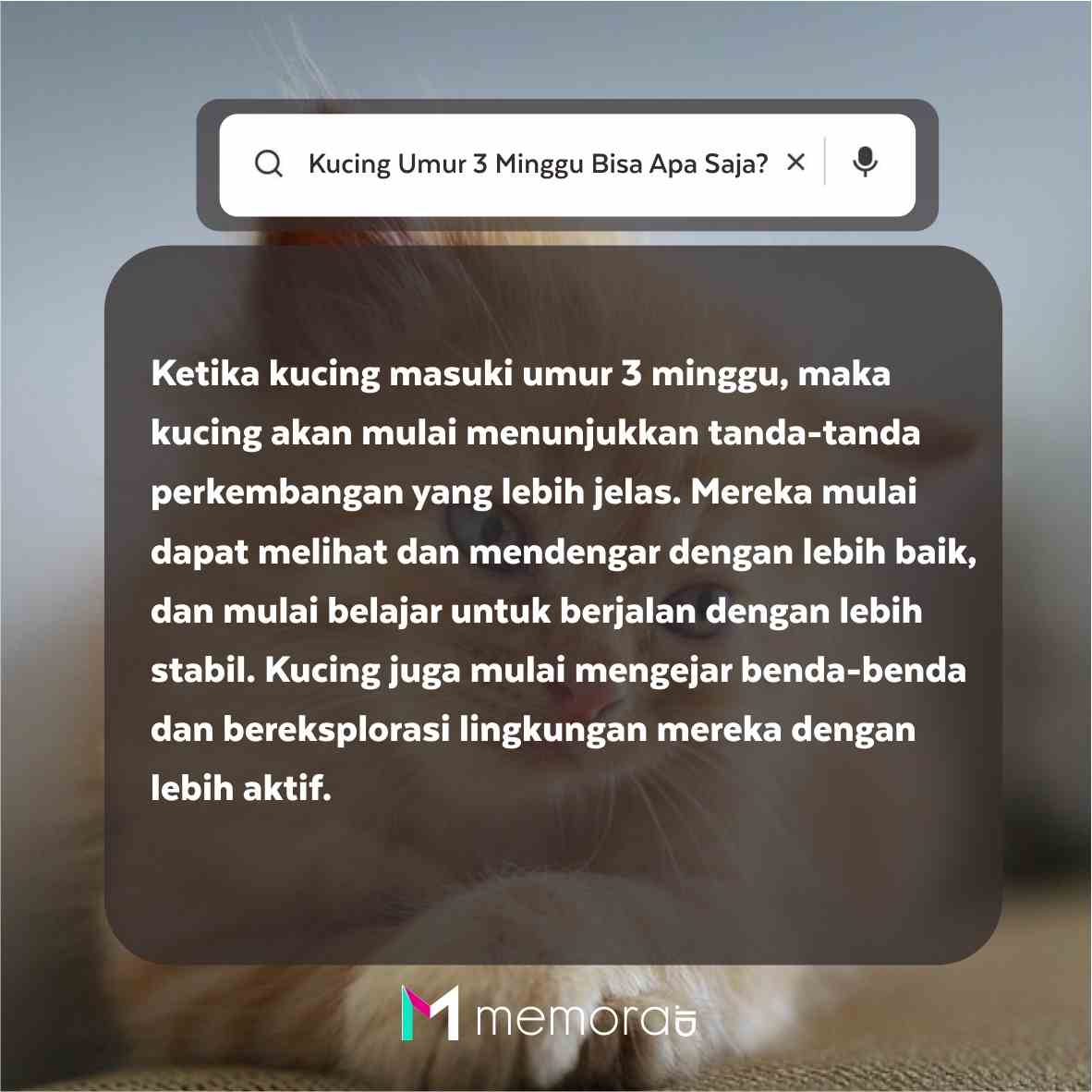 Kucing Umur 3 Minggu Bisa Apa Saja?