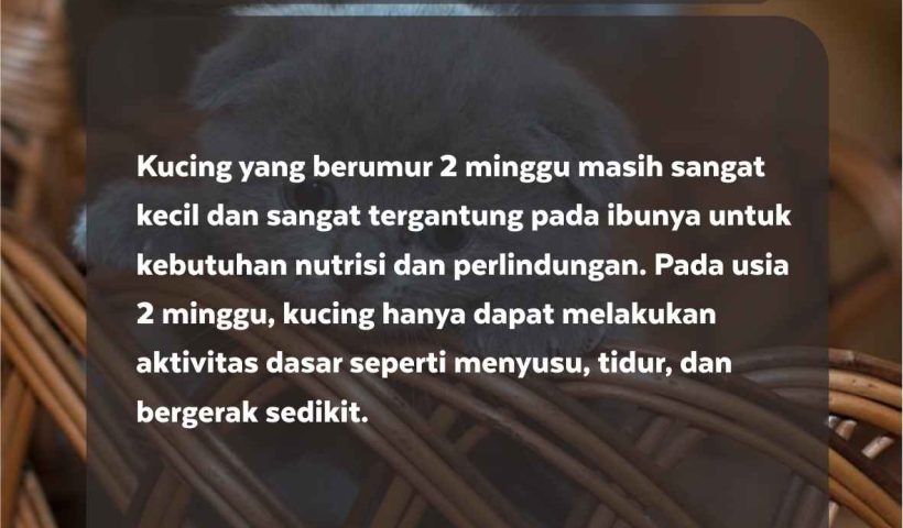 Kucing Umur 2 Minggu Bisa Apa Saja?