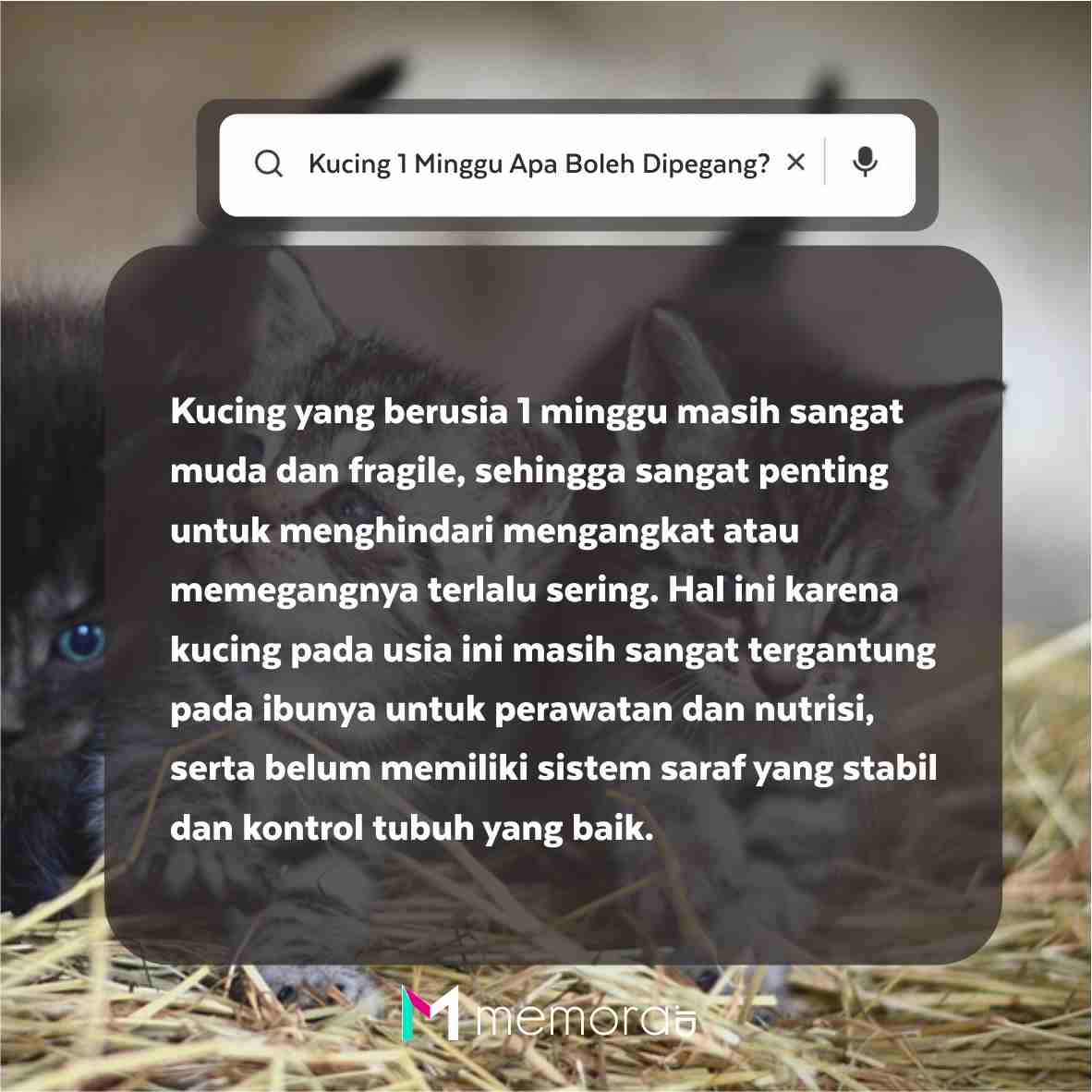 Kucing 1 Minggu Bisa Apa?