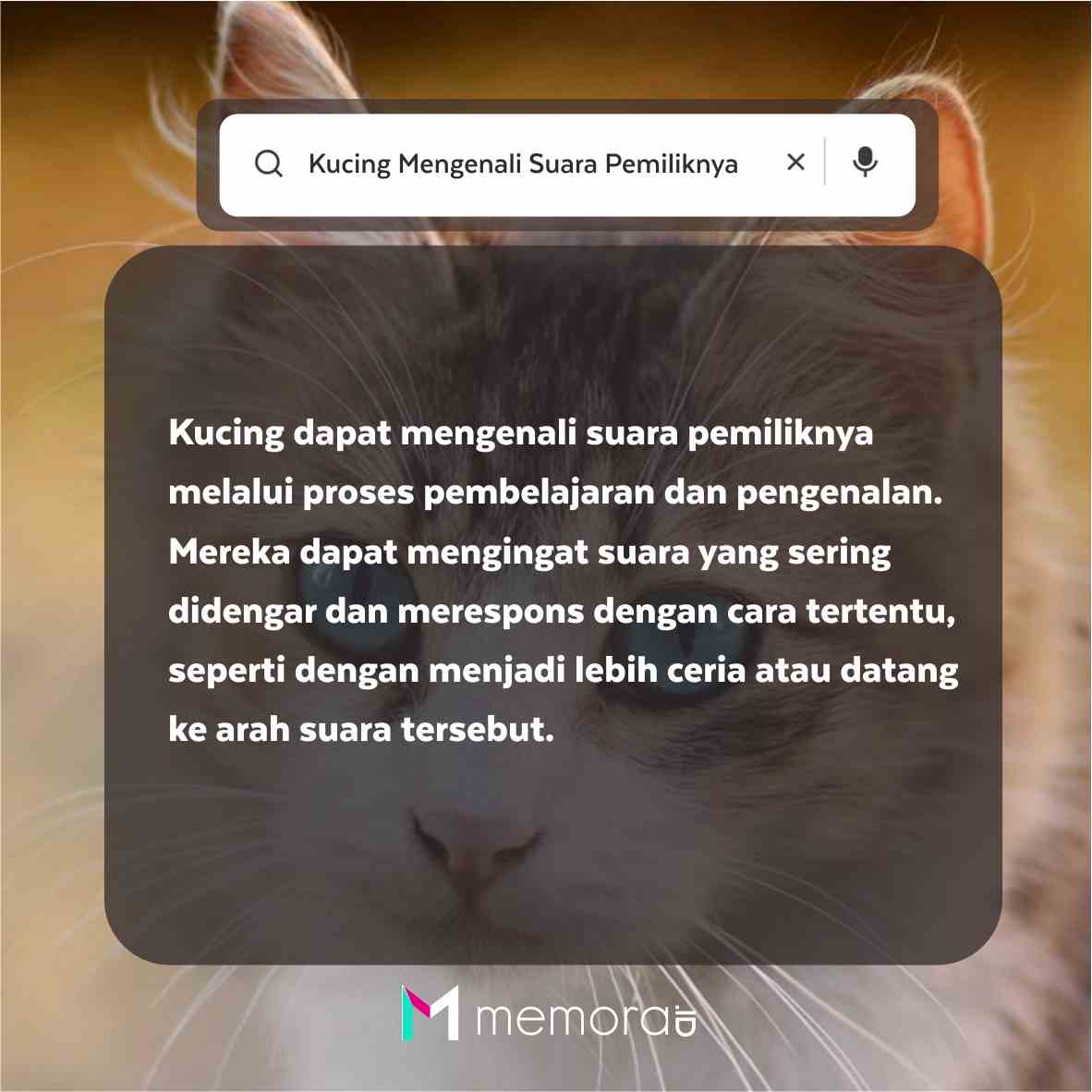 Apakah Kucing Bisa Mengenali Wajah Pemiliknya?