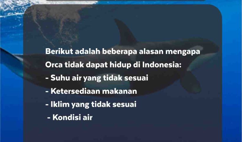 Alasan Orca Tidak Bisa Hidup di Indonesia