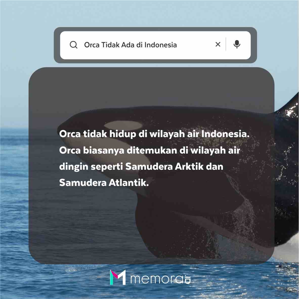 Apakah Orca Ada di Indonesia?