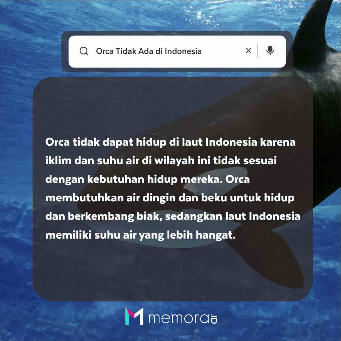 Apakah Orca Ada di Indonesia?