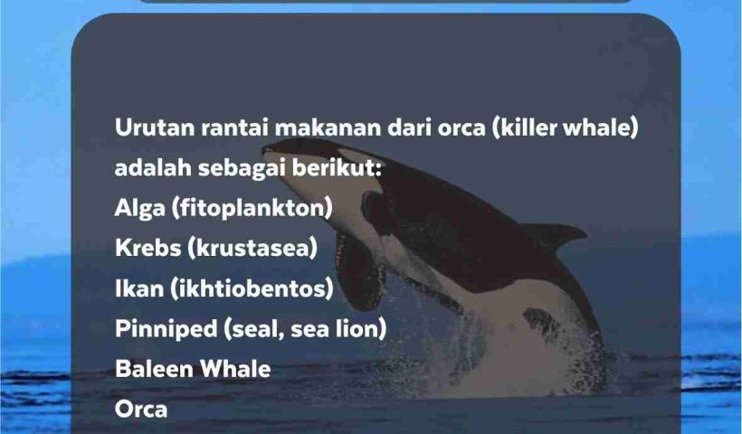 Urutan rantai makanan dari orca