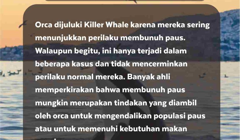 Orca Dijuluki Killer Whale