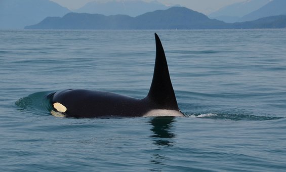 Bukti Nyata Video Paus Orca Pernah Terlihat di Laut Indonesia