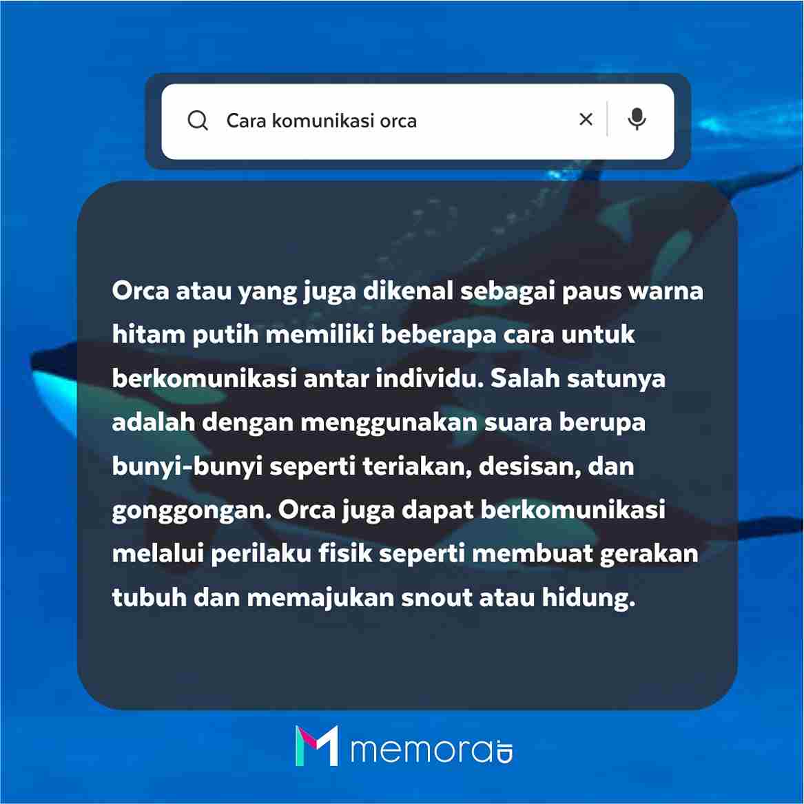 Cara Komunikasi Orca Satu Sama Lain