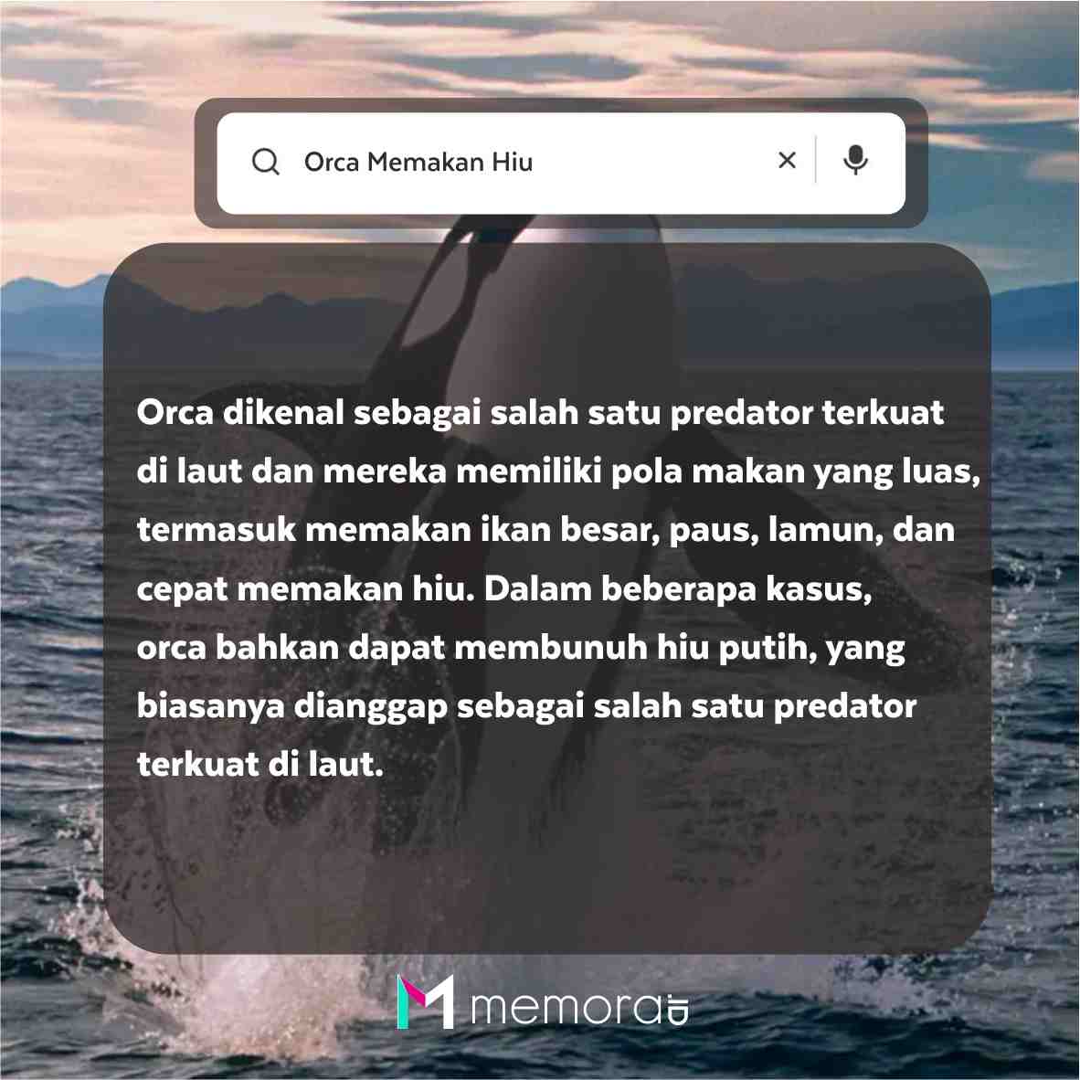 Apakah Orca Memakan Hiu?