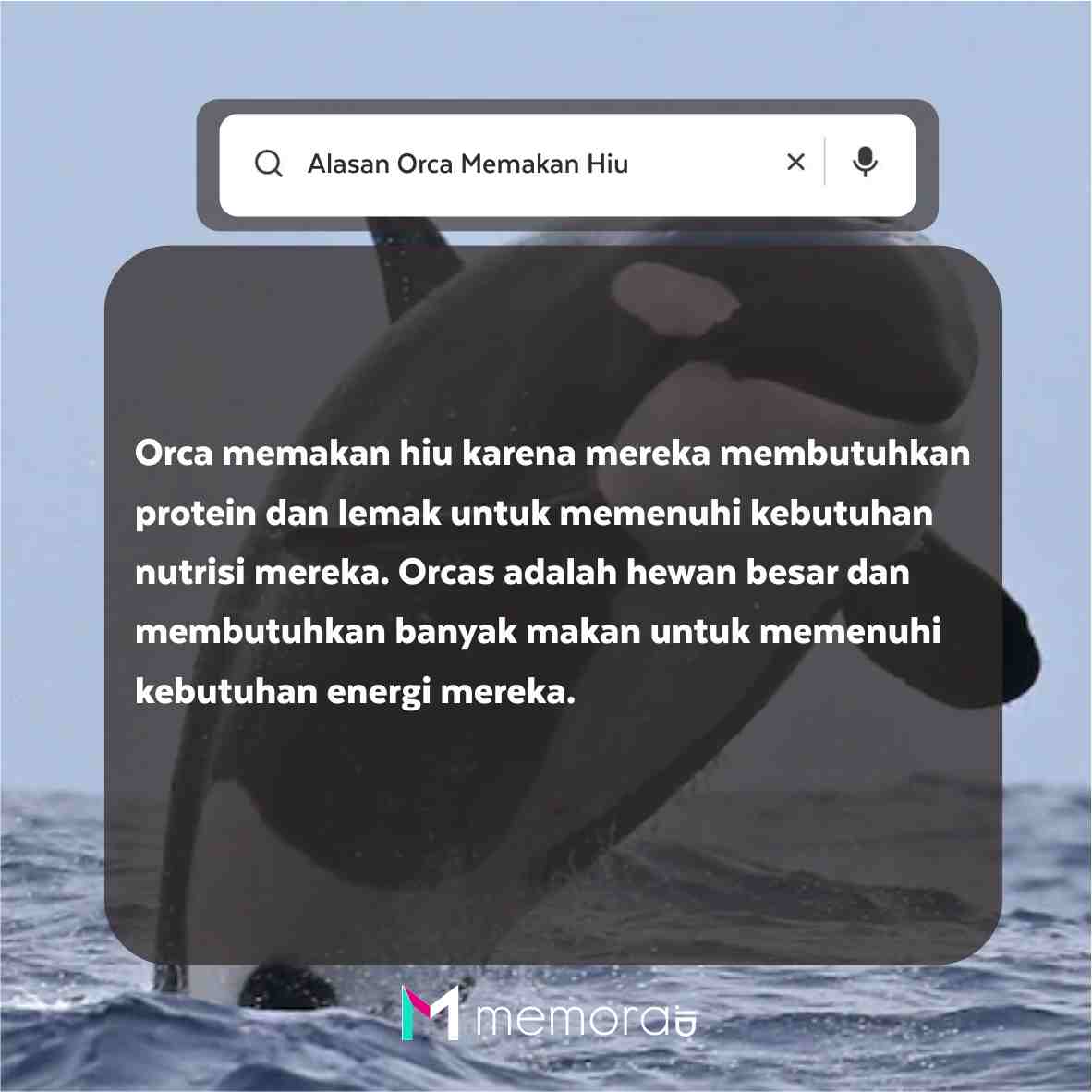 Apakah Orca Memakan Hiu?