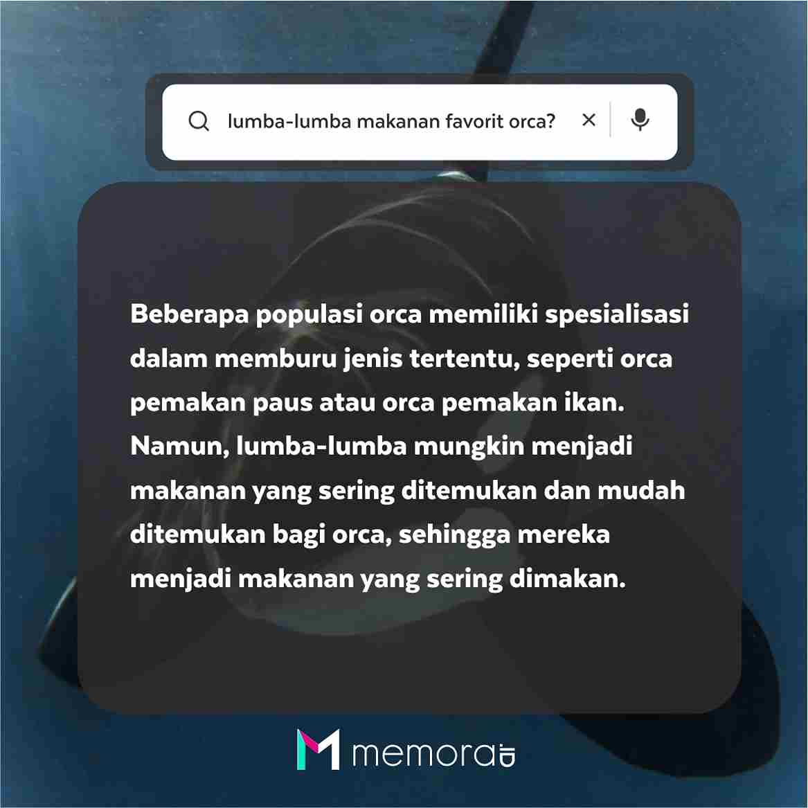 Apakah lumba-lumba makanan favorit orca?