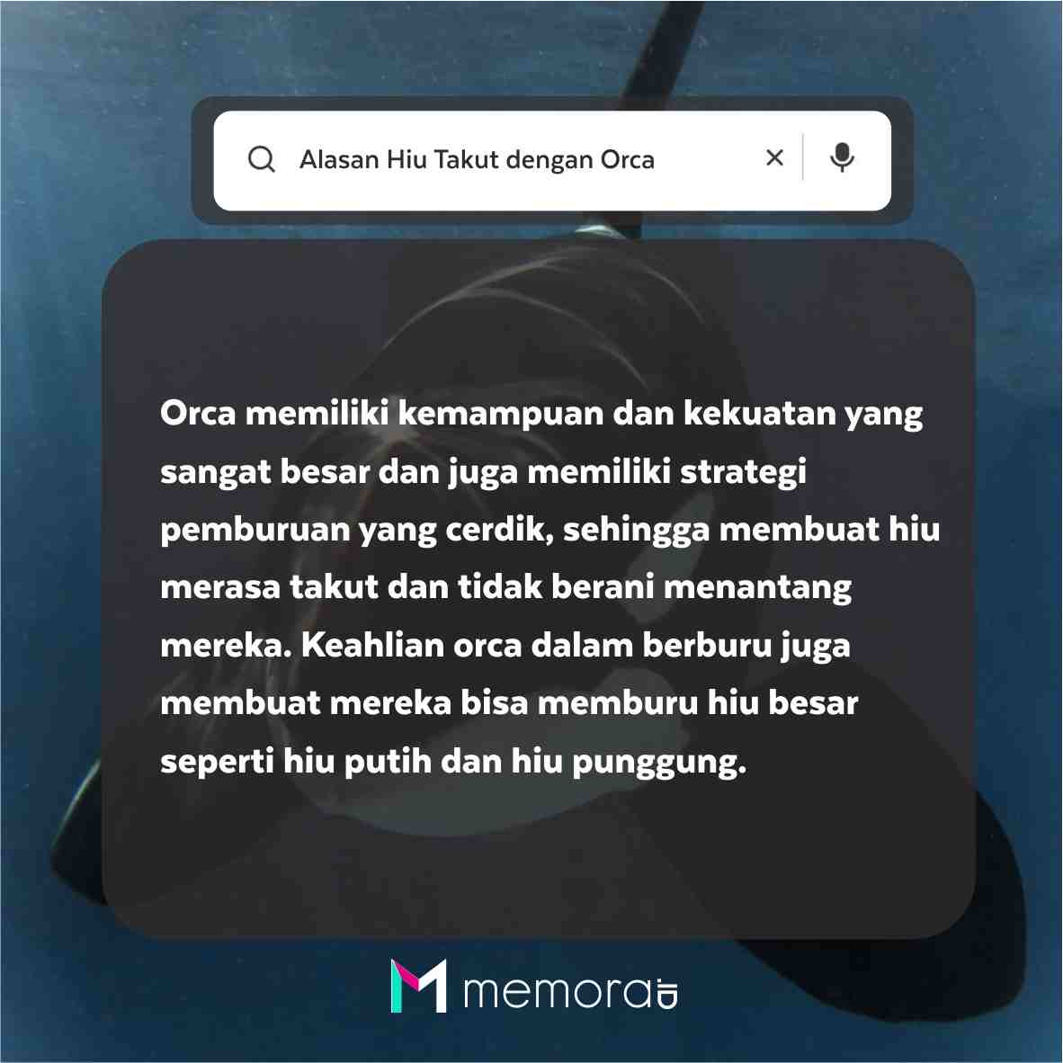 Alasan Hiu Takut dengan Orca