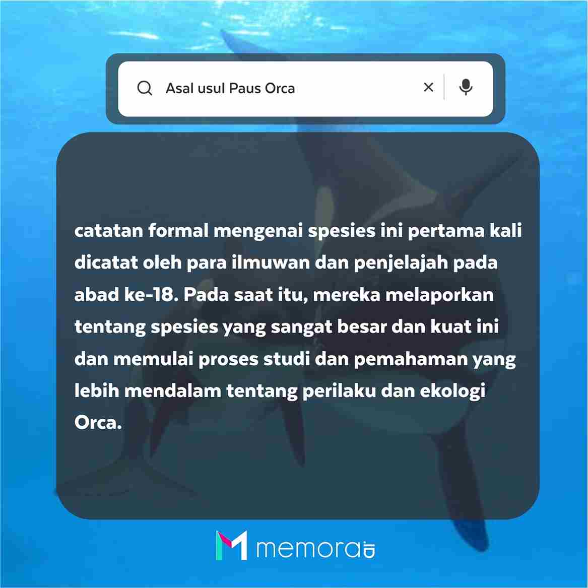 Awal Mula ditemukan Paus Orca