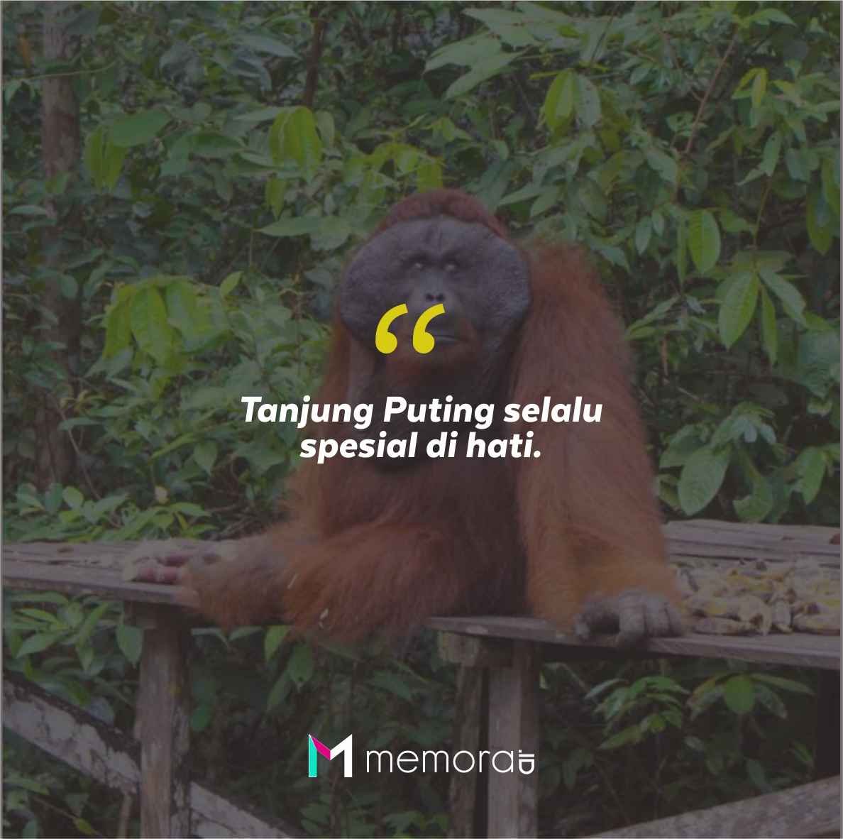 Quotes Aesthetic Tentang Tanjung Puting dan Kata-Kata Mutiara Liburan di Tanjung Puting