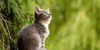 Doa Kucing Cepat Sembuh dari Penyakit